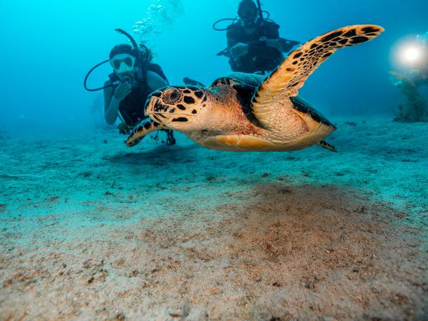 Divers with turtle