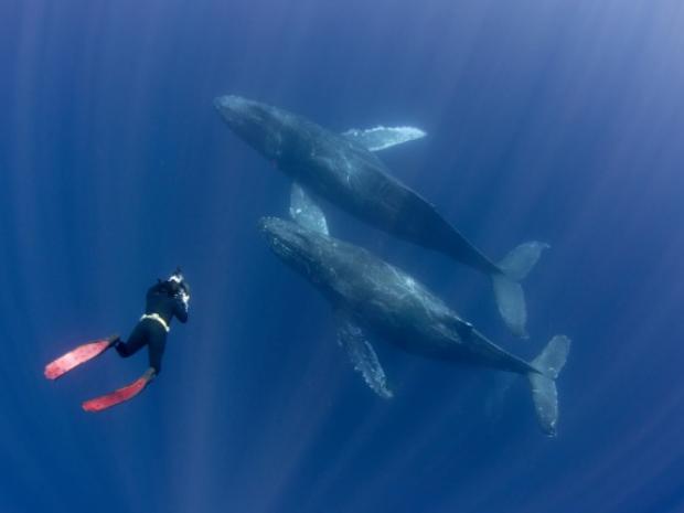 Freediver with Whales Card