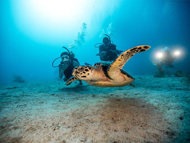 Divers With Turtle Card