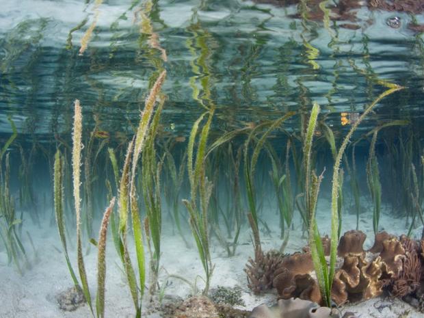 The SeaGrass Grow