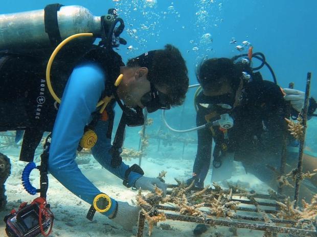 Euro divers coral restoration