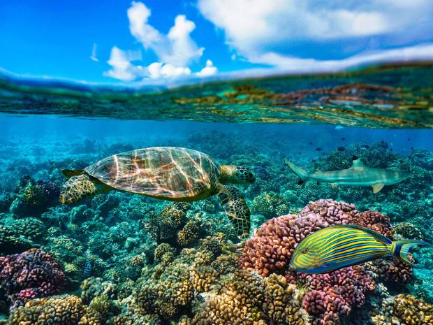 11 Inspiring Quotes That'll Make You Want to Protect the Ocean