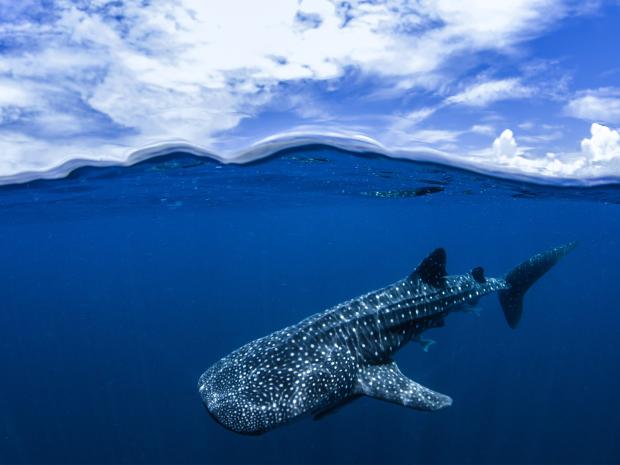 The 12 Best Destinations for Diving with Endangered Marine Life