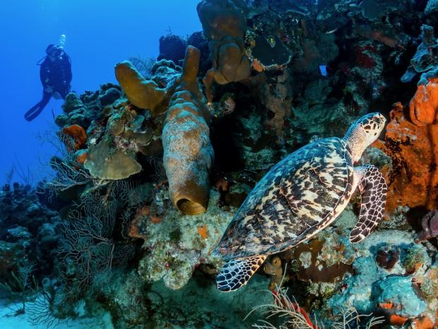 learn-to-dive-mexico