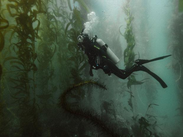 Johnie Gall swimming in between seaweed