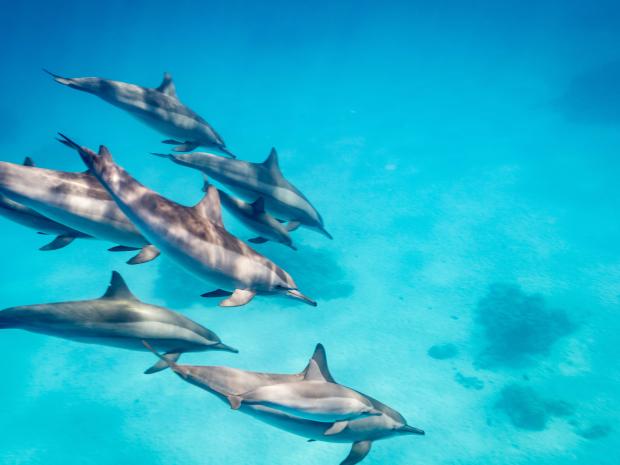 Save the Ocean Pledge