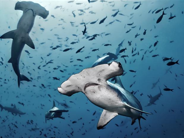 Two hammerhead sharks swimming with a school of fish.