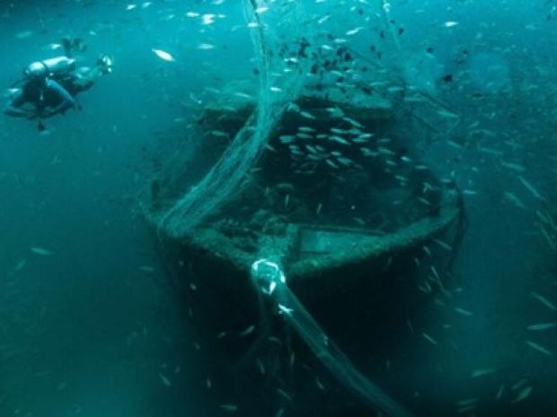 School of fish swimming around a wreck.