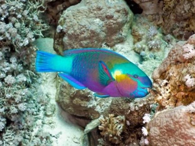 Photo of a colorful fish.