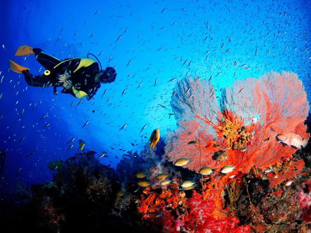 Diver setting their eyes on the ocean reef
