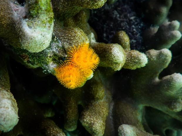 Close up of a coral reef