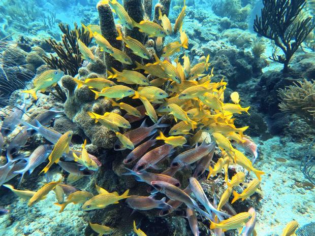 Species to discover in Colombia