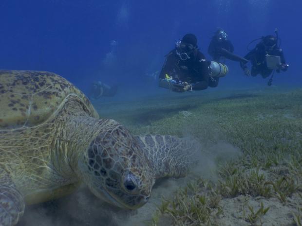 RED SEA TURTLES PROJECT™ Survey Dive