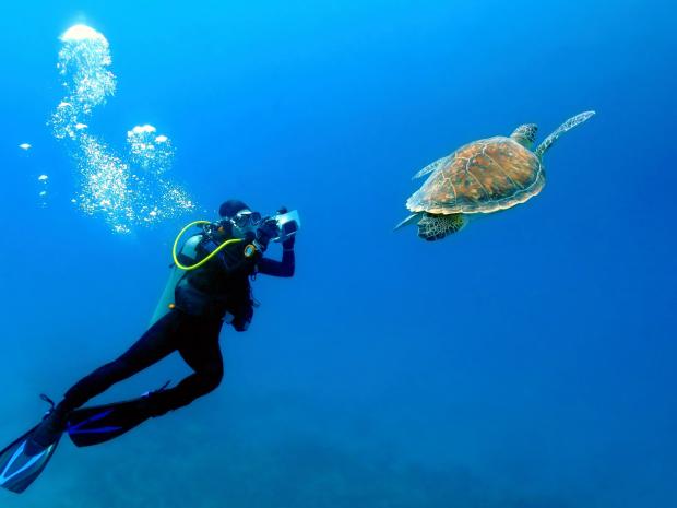 Scuba diver taking a photo of a turtle