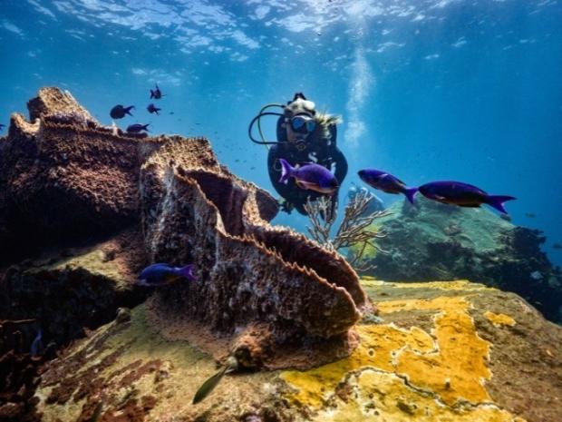 Diver swimming with fishes.