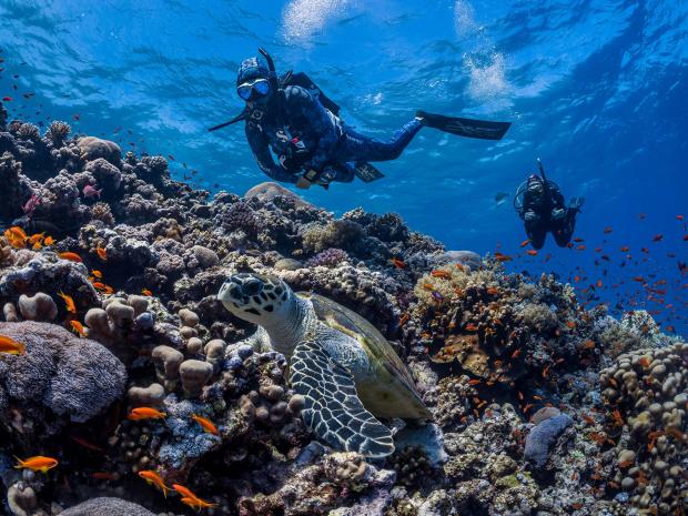 Divers diving with the sea life underwater.