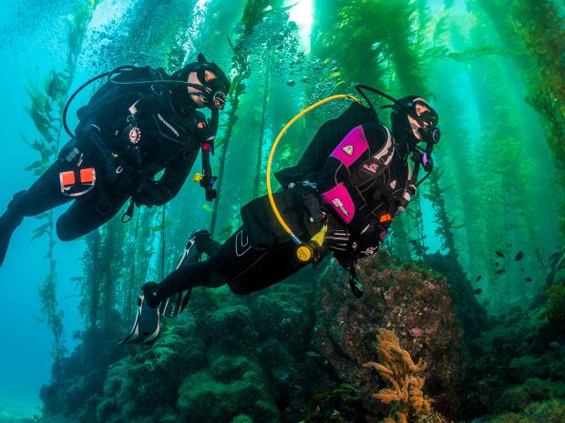 A couple of divers swimming among the reef.