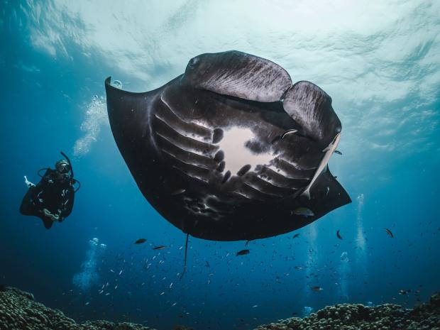 A diver swimming towards a sting ray.