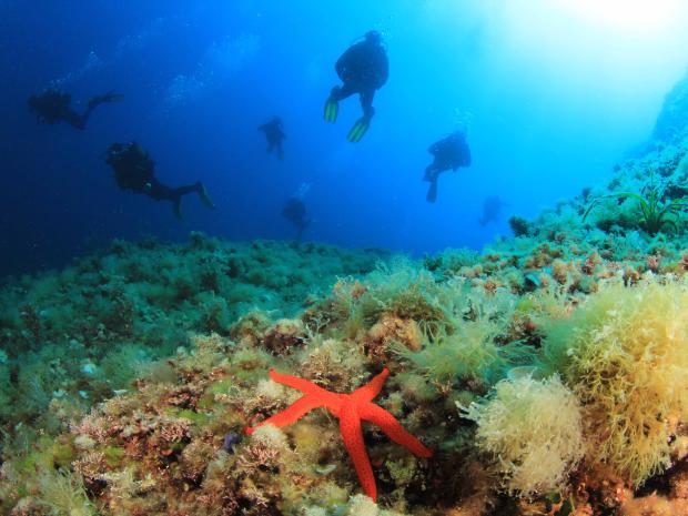 Divers enjoying the underwater life.