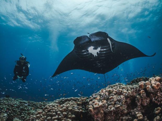 Diver next to a manta ray