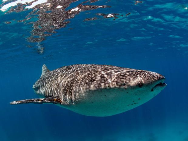Whale Shark in the Philippines