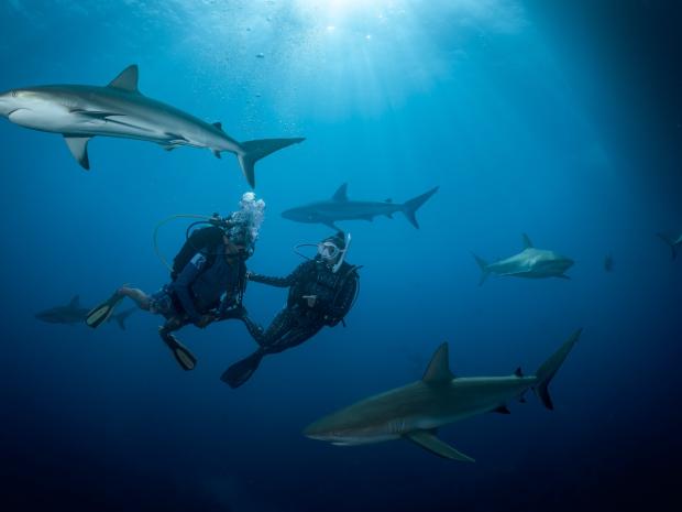 2 scuba divers swimming with sharks