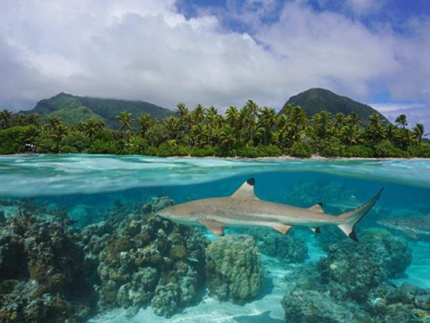 Shark swimming through the ocean.