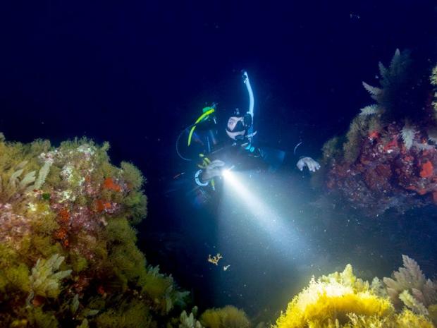 A diver swimming at night.