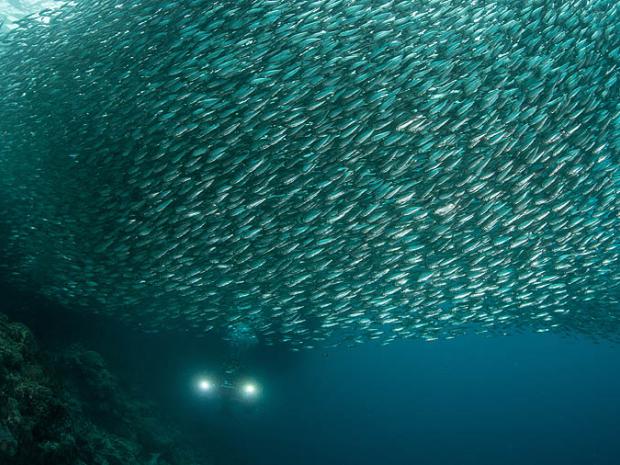 thousands of sardines in moalboal philippines