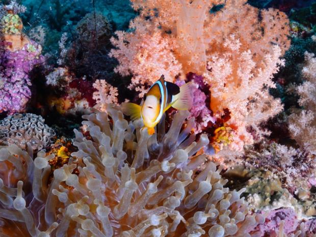 Clownfish peeking out from an anemone in Mactan, Philippines