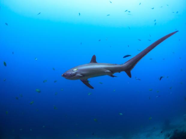Thresher Sharks can be found at the best diving destinations in the Philippines - Malapascua