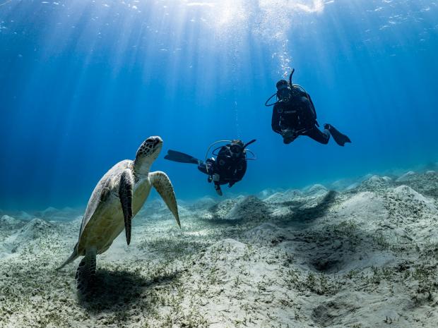 Two divers swimming with a turtle.