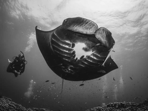 Eco Travel - Manta Ray