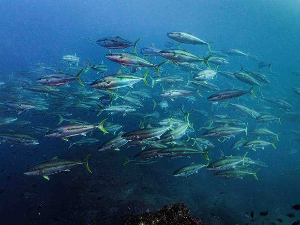 Dive Zone Bay of Islands