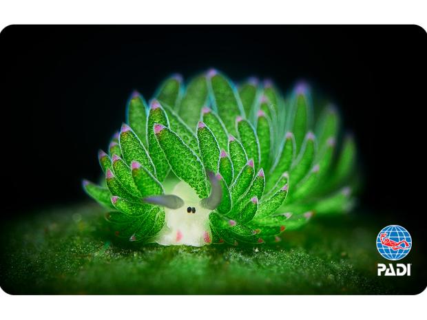 Nudibranch cert card