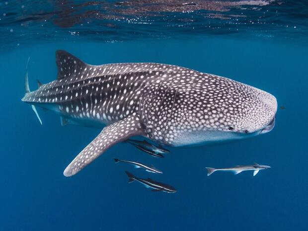 Whale shark