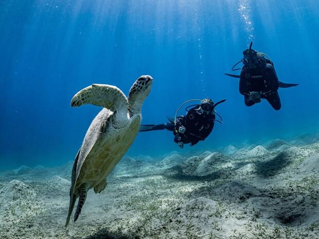 Divers diving near a turtle