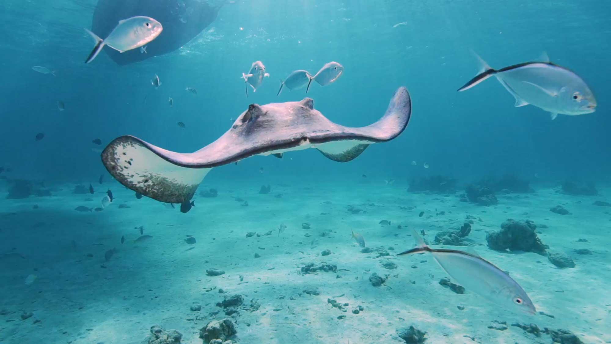 PAD Exploration - A Force for Good