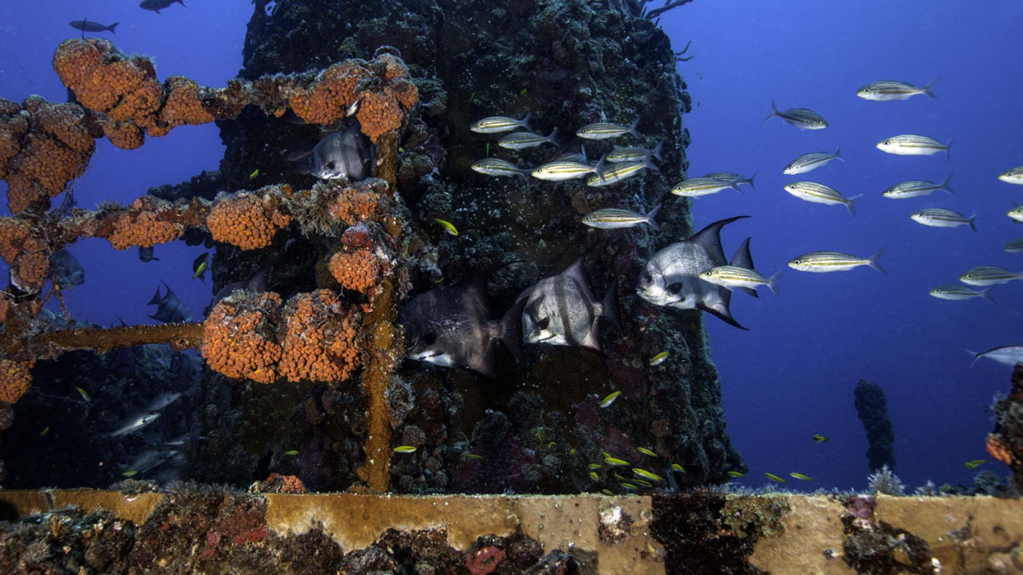 best wreck shipwreck dives usa florida duane
