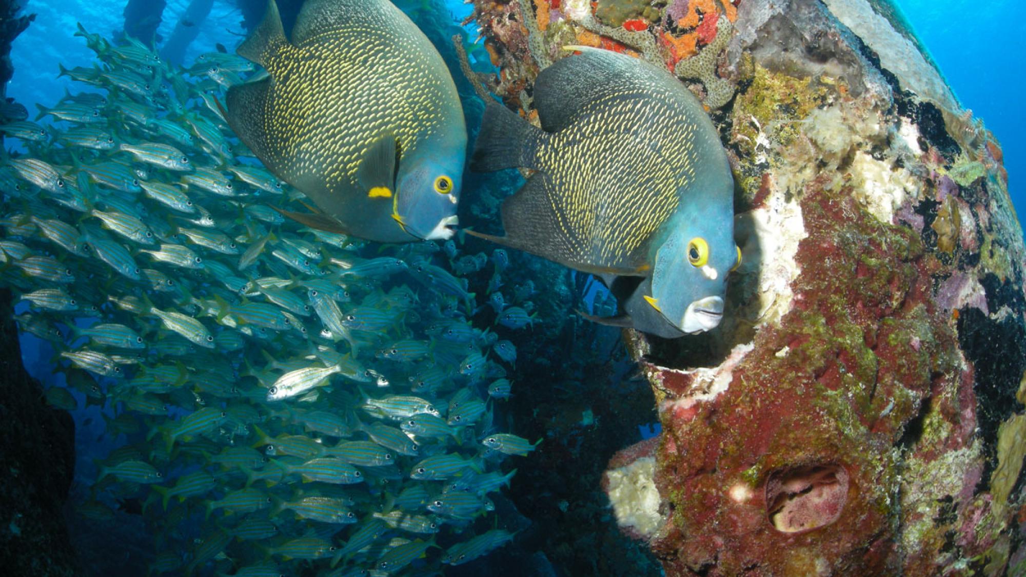 Bonaire angelfish