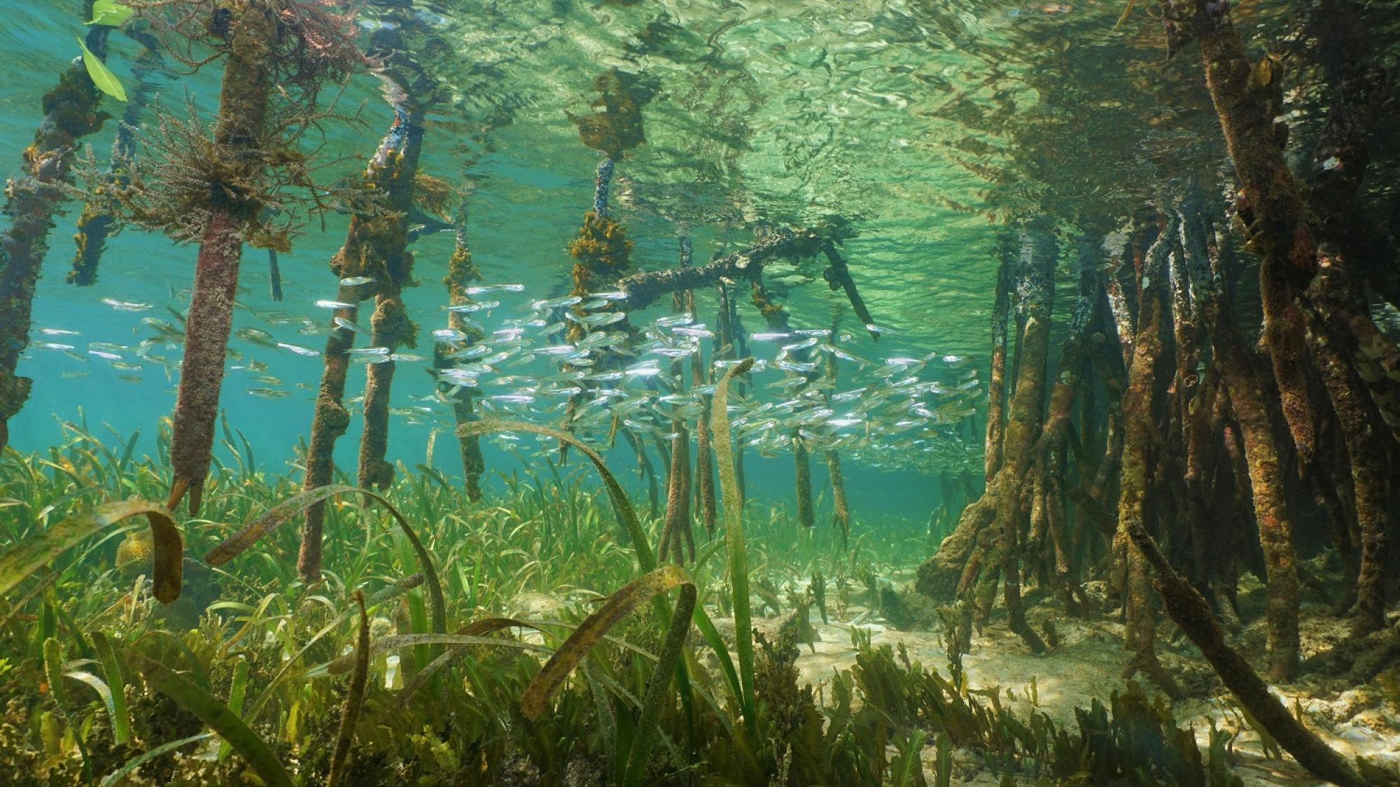 Seagrass and mangroves