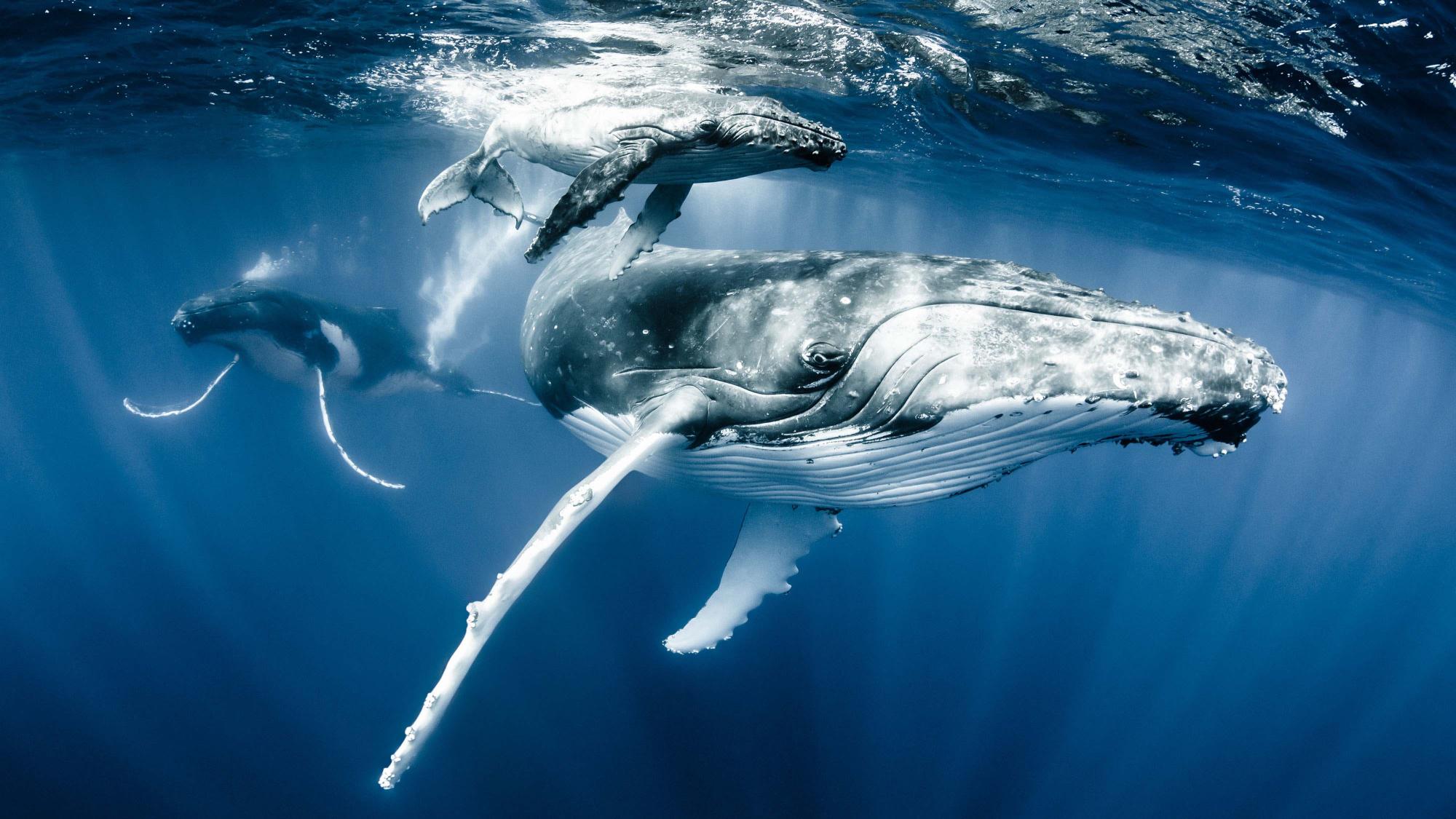 copyright Shawn Heinrichs