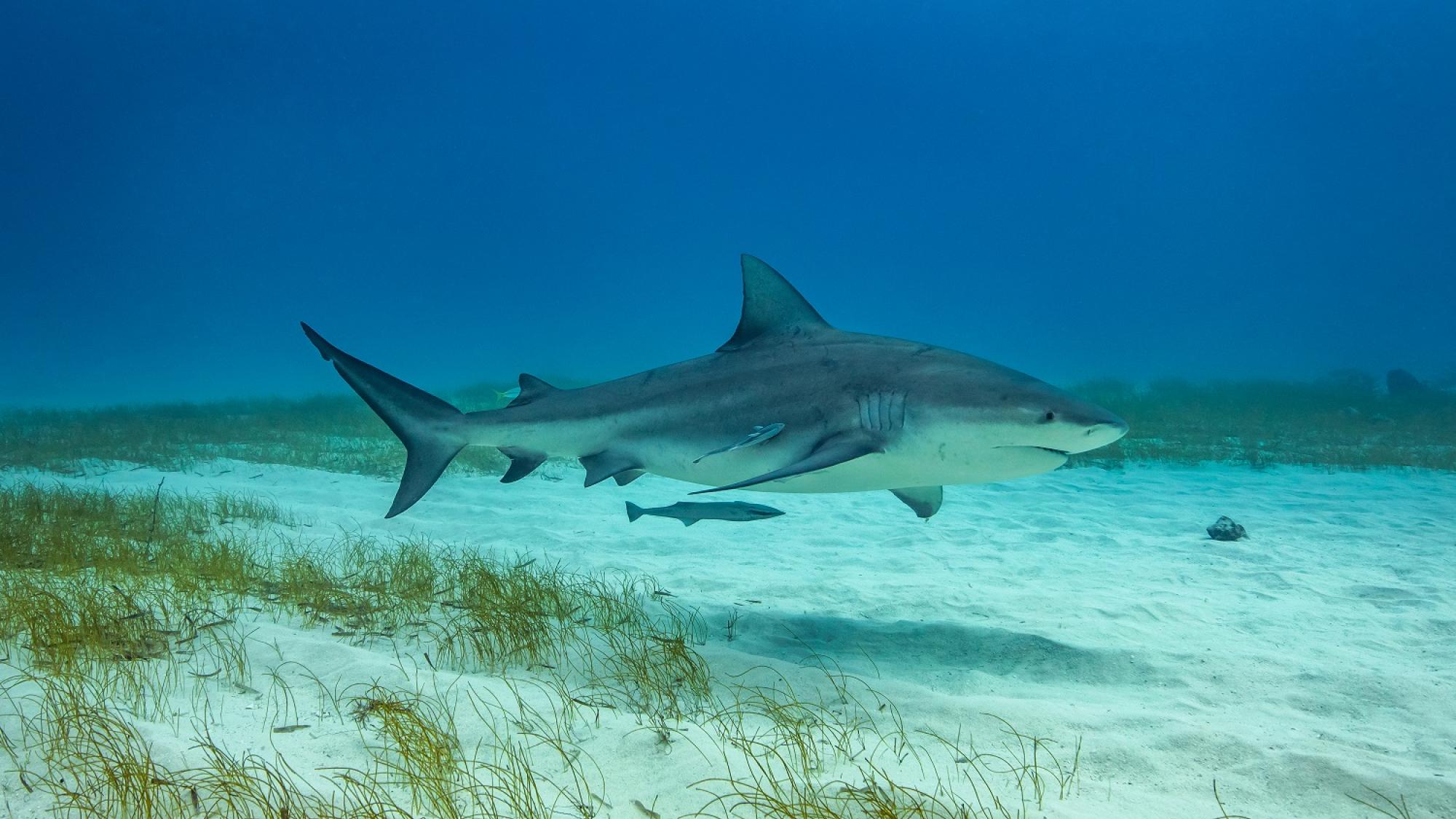 bull shark