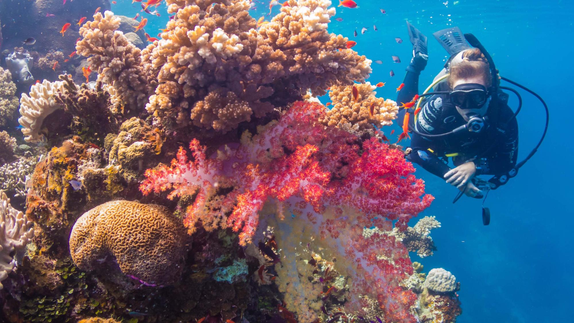 Ocean Ventures Fiji - Reef Dive coral