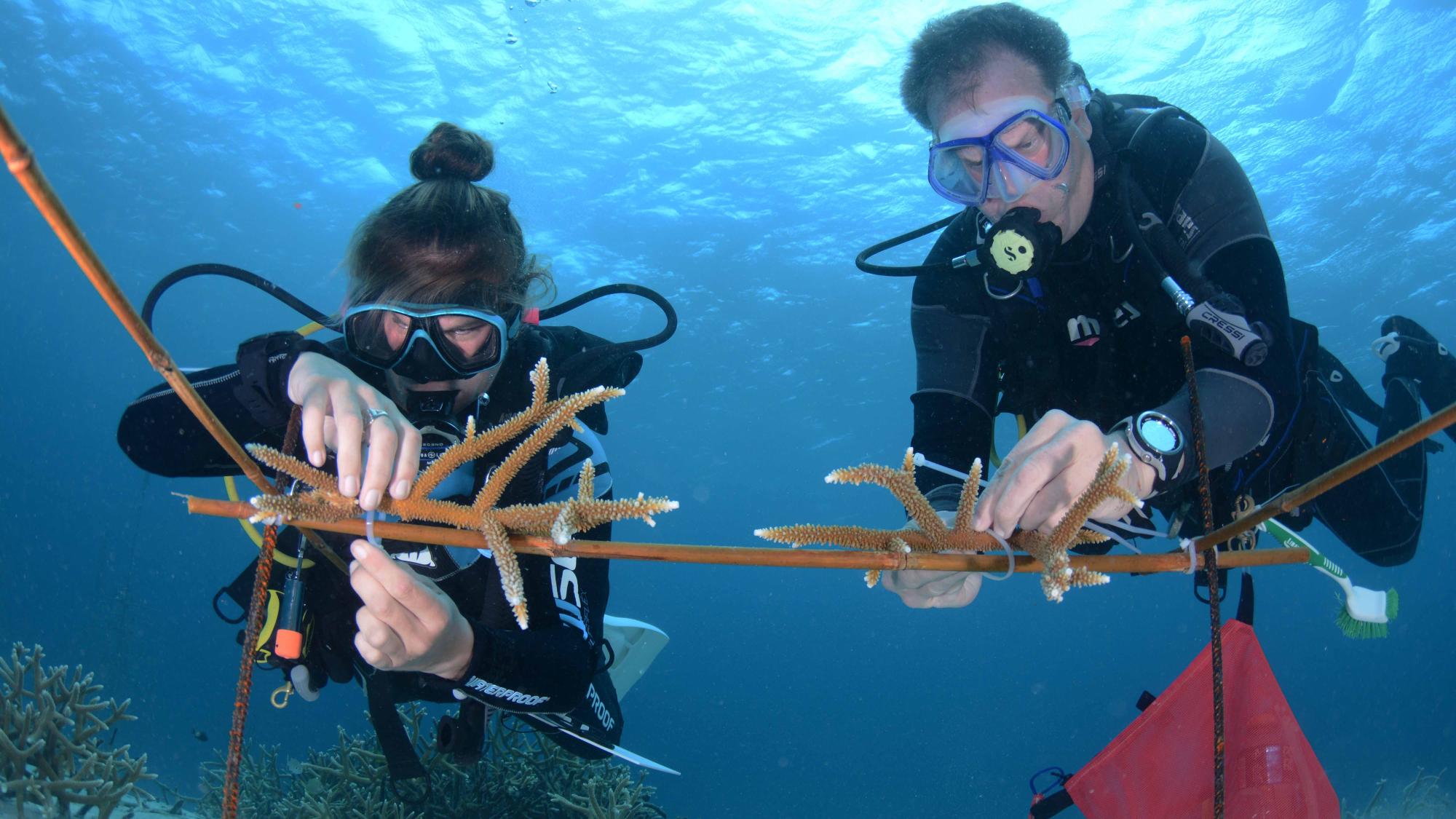 Reef Renewal Foundation International