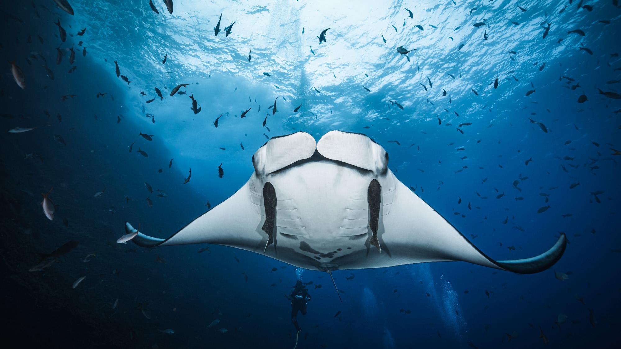 BuceoMexico-main-hero