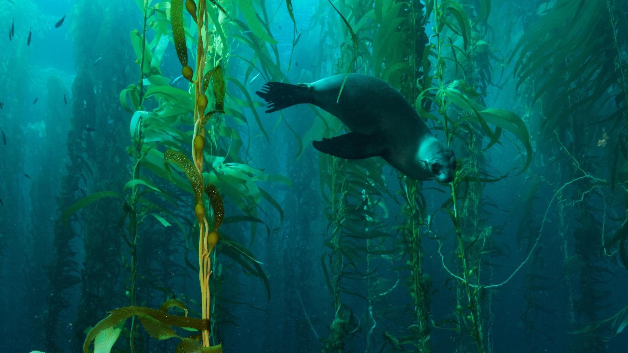 Sea lion in kelp forest