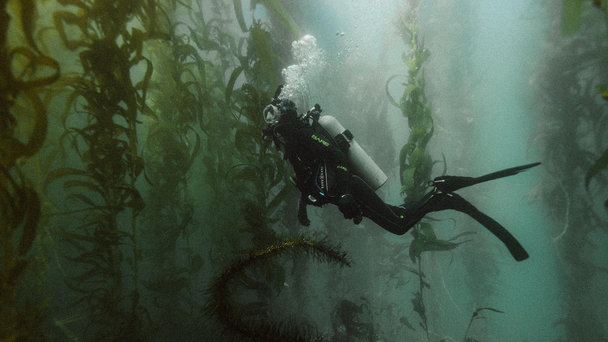 Johnie Gall swimming in between seaweed