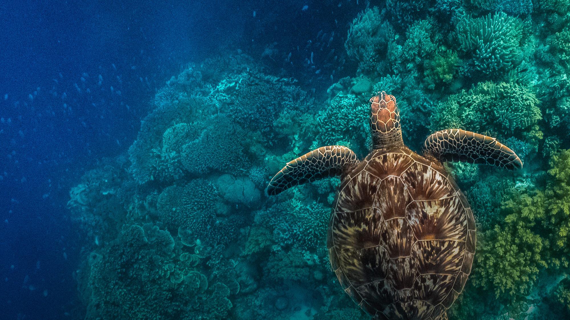 Banner of a turtle swimming