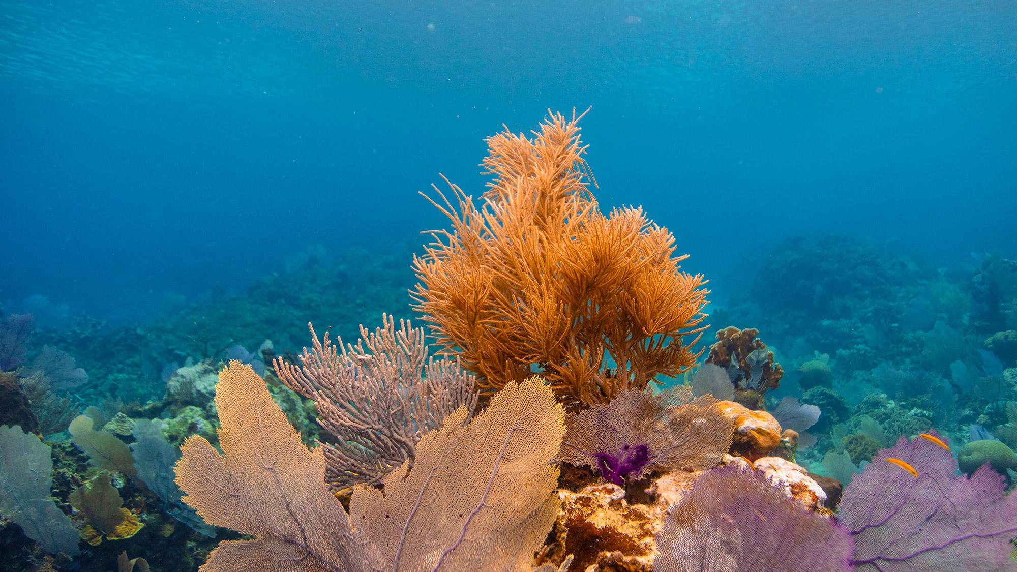 Colorful ocean shrubs